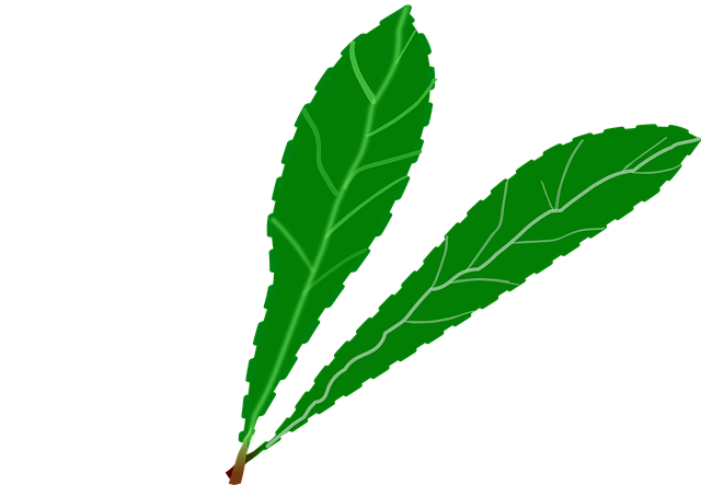 Free branch foliage green illustration