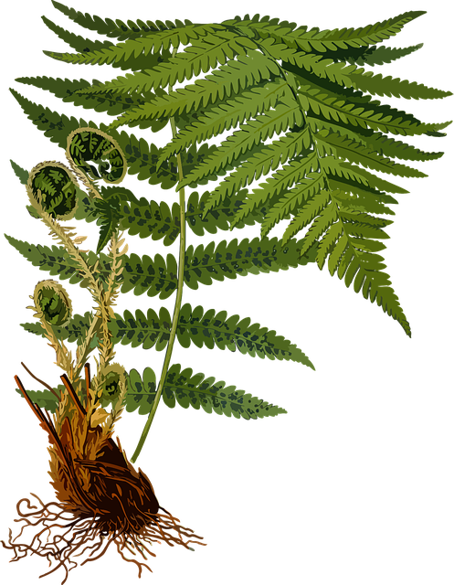 Free branch nature fern vector