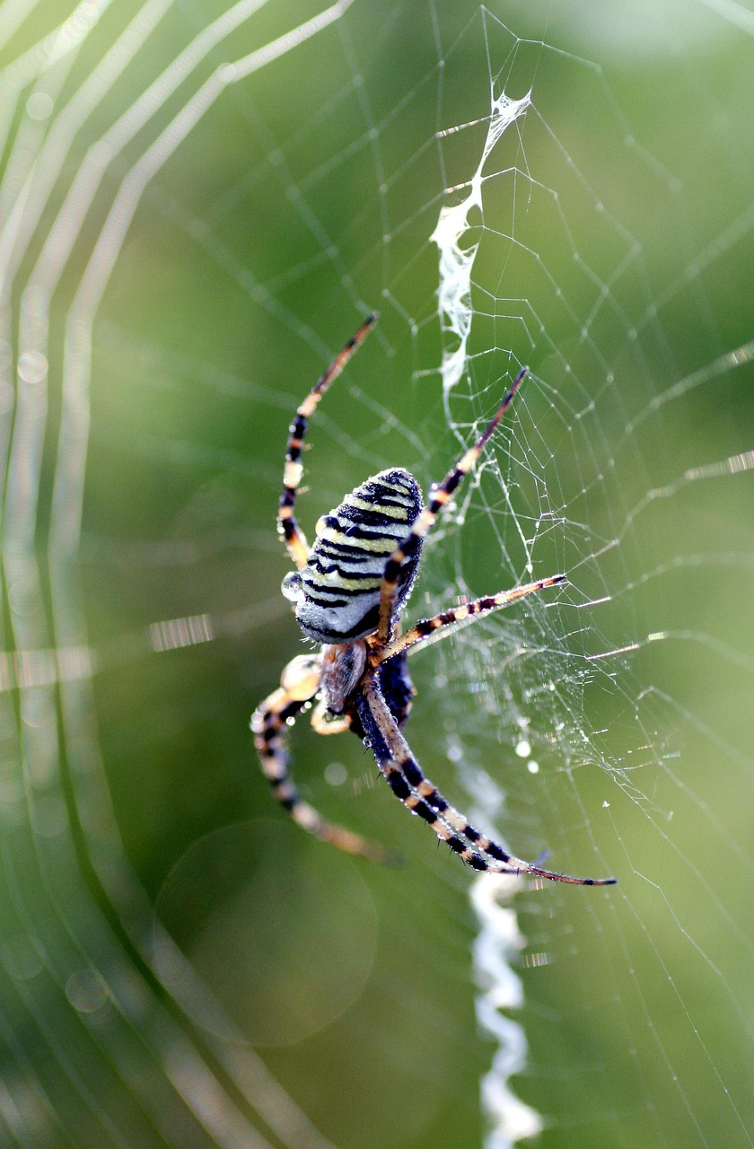Araña Insecto Patas - Foto gratis en Pixabay - Pixabay