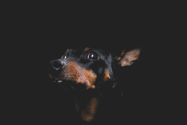 Free Dog Hound photo and picture