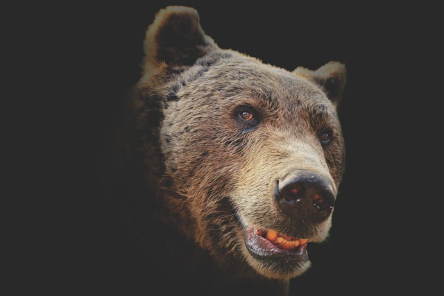 Free Bear Animal photo and picture