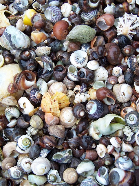 Free Beach Beach Combing photo and picture