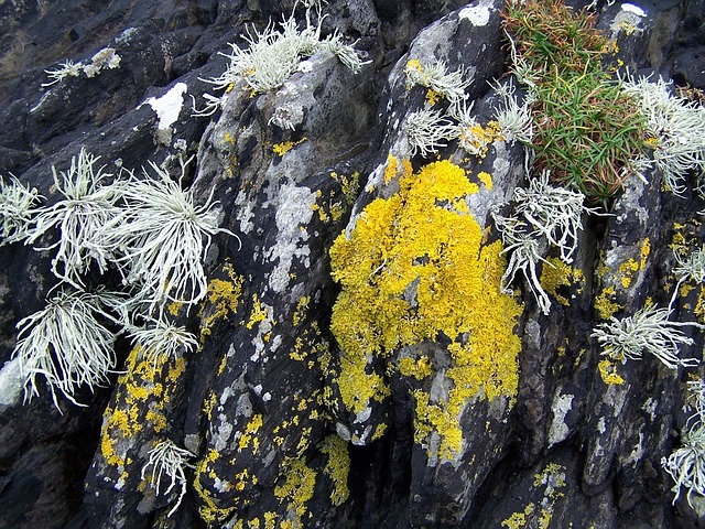 Free Coast Coastline photo and picture