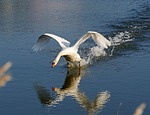 swan, departure, start