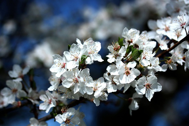 Free Cherry Blossom Spring photo and picture
