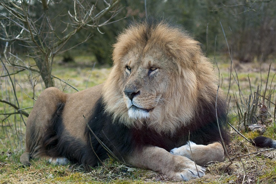Free photo Lion, Zoo, Male Lion, Expensive Free Image on Pixabay