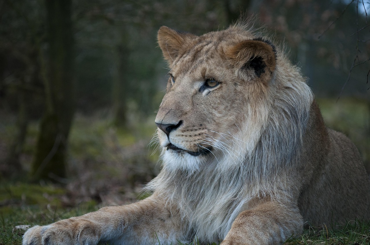 Aslan Hayvanat Bahçesi Erkek - Pixabay'de ücretsiz fotoğraf - Pixabay