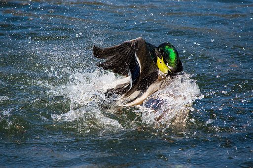Mannetjeseend, Eend, Watervogel, Vogel
