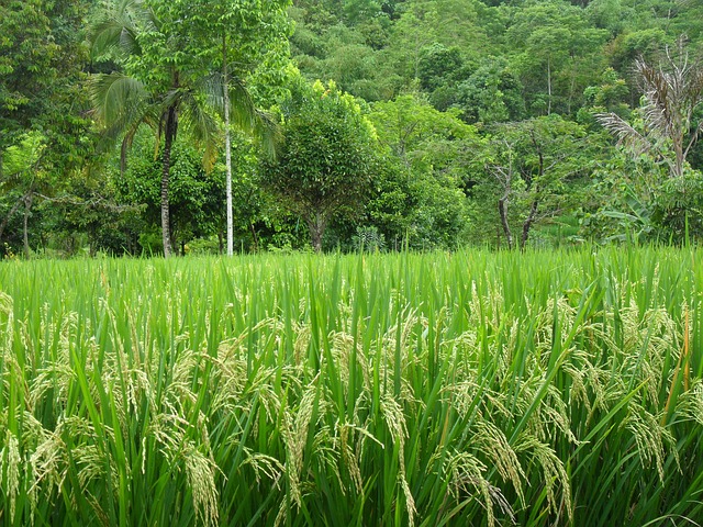 Paddy Palm Tree Asia - Free photo on Pixabay