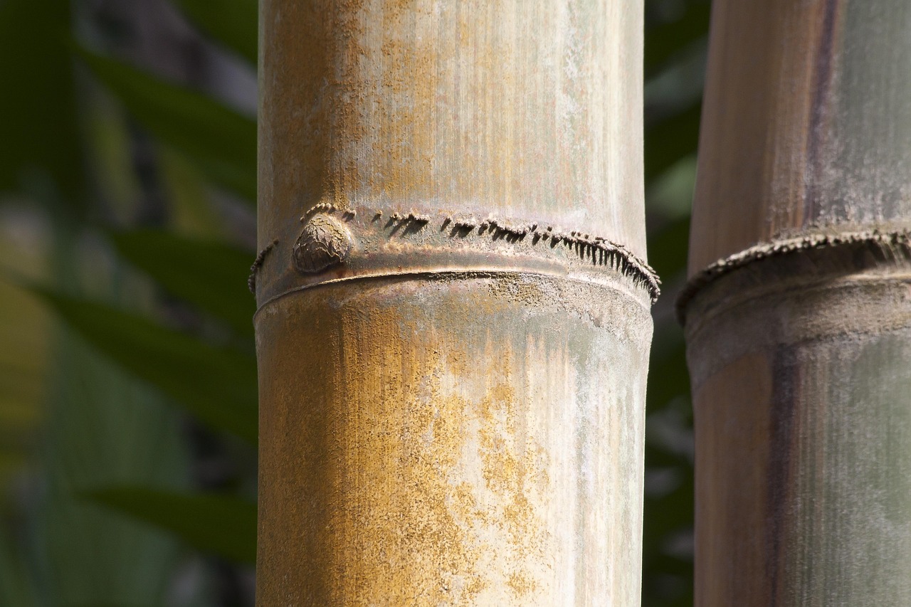 Dendrocalamus Giganteus Bambus - Kostenloses Foto auf Pixabay