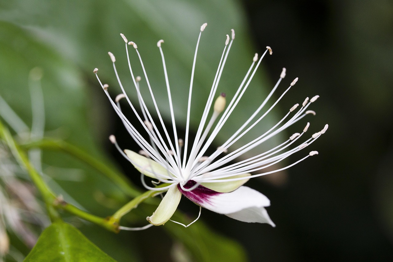 Capparis Micracantha - free online jigsaw puzzle photo