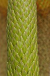 plant, tender, fine