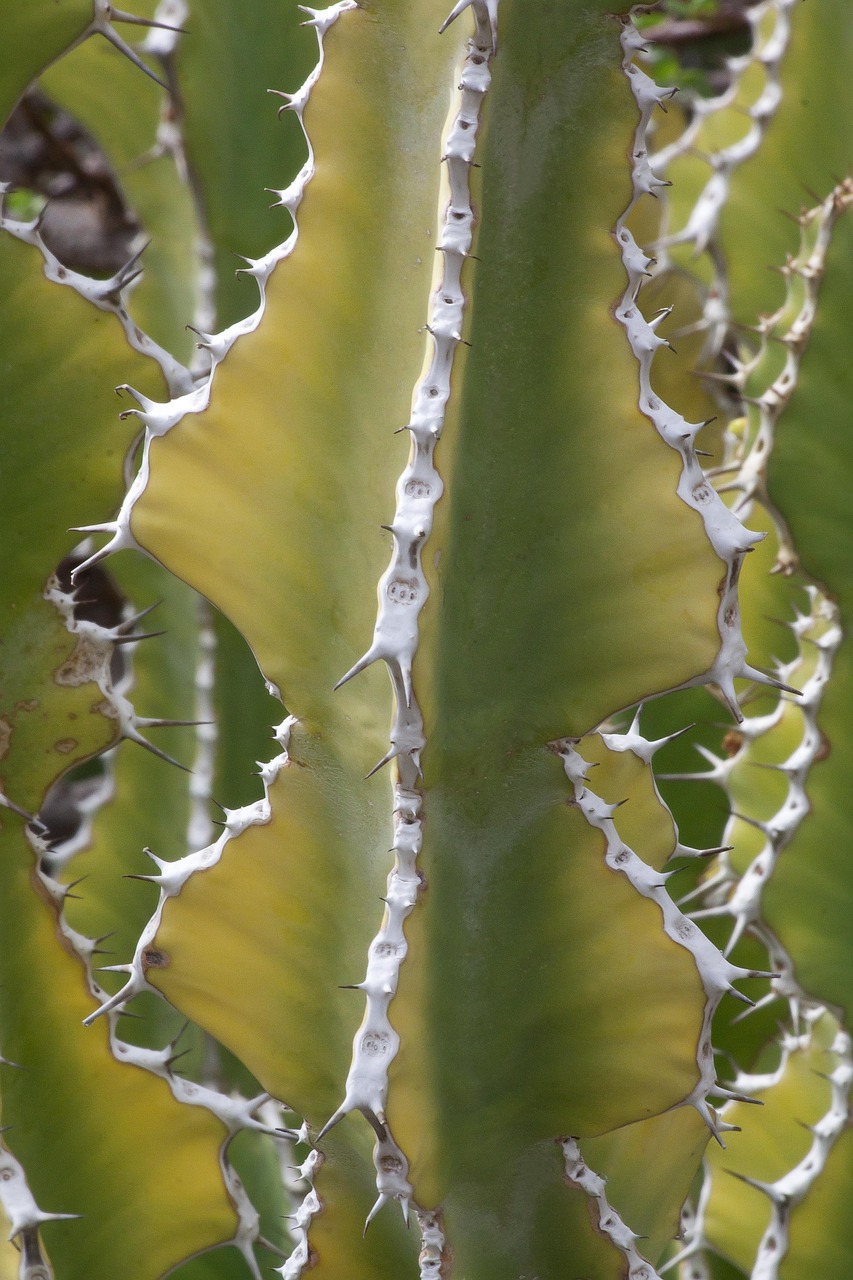 Euphorbia Venenata Cactus - Free photo on Pixabay