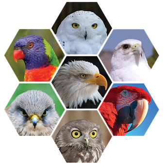 Vögel, Eule, Natur, Turmfalke, Papagei