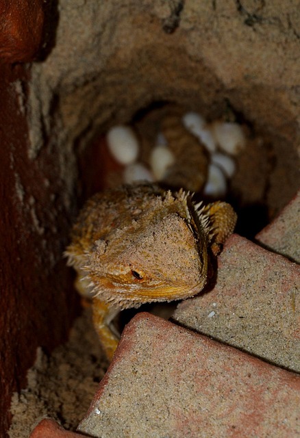 Free Bearded Dragon Animals photo and picture
