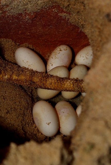 Free Bearded Dragon Eggs photo and picture