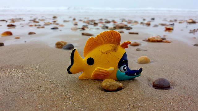 Free Beach Fish photo and picture