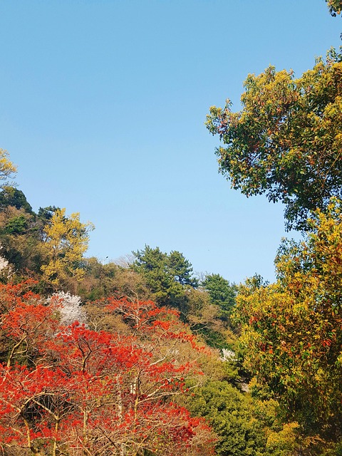 Free Nature Forest photo and picture