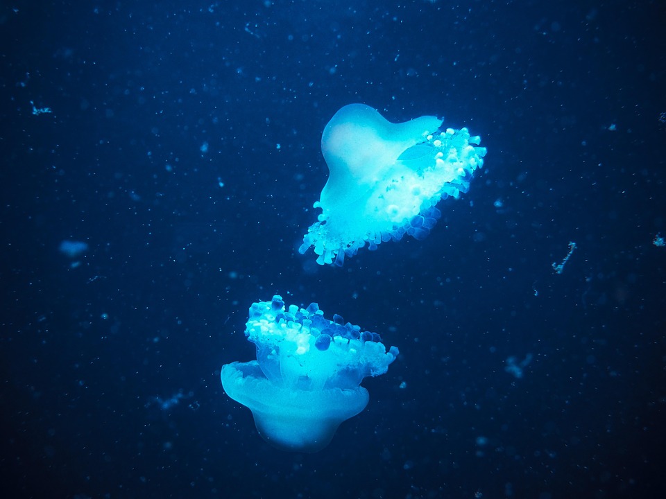 Hewan Ubur Laut Foto Gratis Di Pixabay