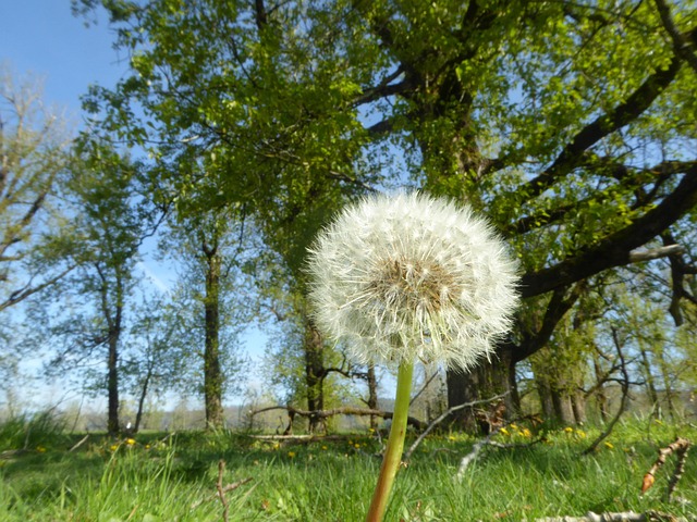 Free Dandelion Outdoors photo and picture