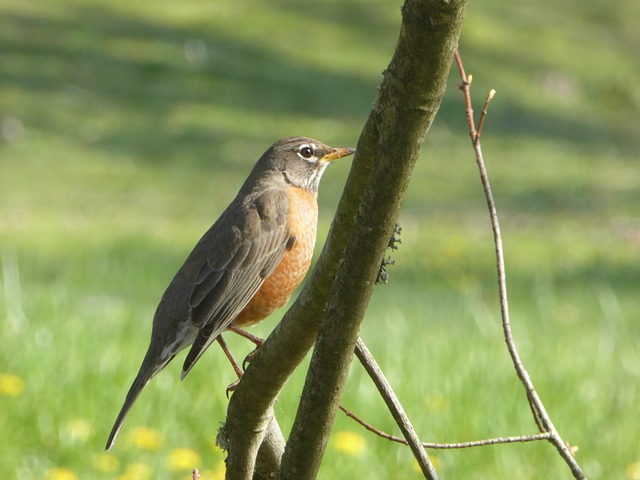 Free Robin Bird photo and picture
