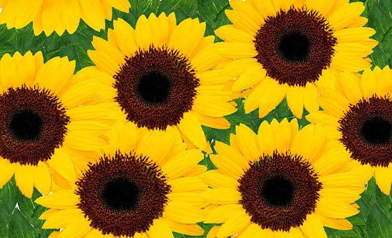 Sonnenblumen, Gelb, Hell, Heiter