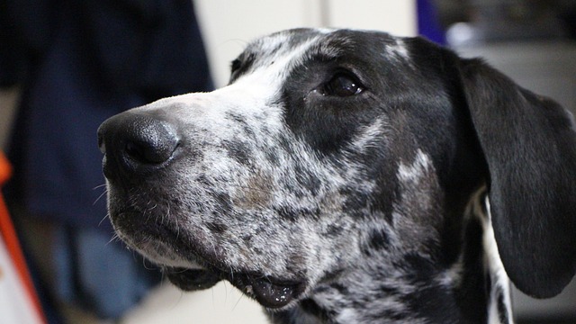 Perro Gran Danés Mono - Foto gratis en Pixabay - Pixabay