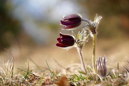 Flor De Pasque, Pulsatilla