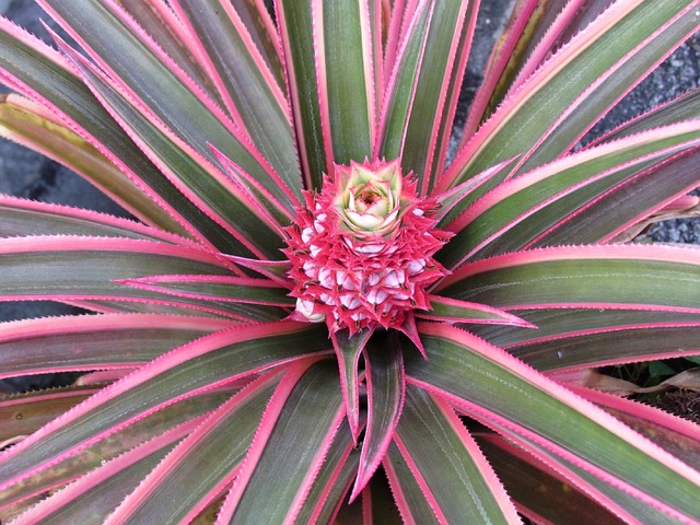 Piña Rosado Fruta - Foto gratis en Pixabay - Pixabay