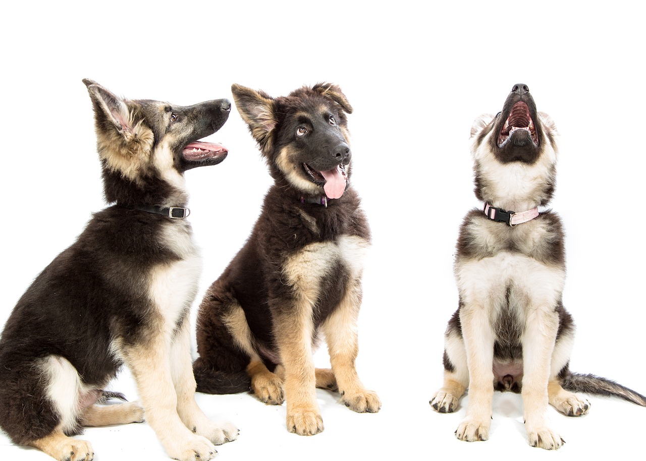 puppies-1304457_1280.jpg