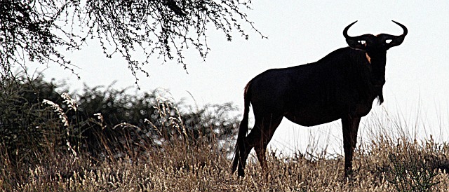 Free Gnu Kalahari photo and picture