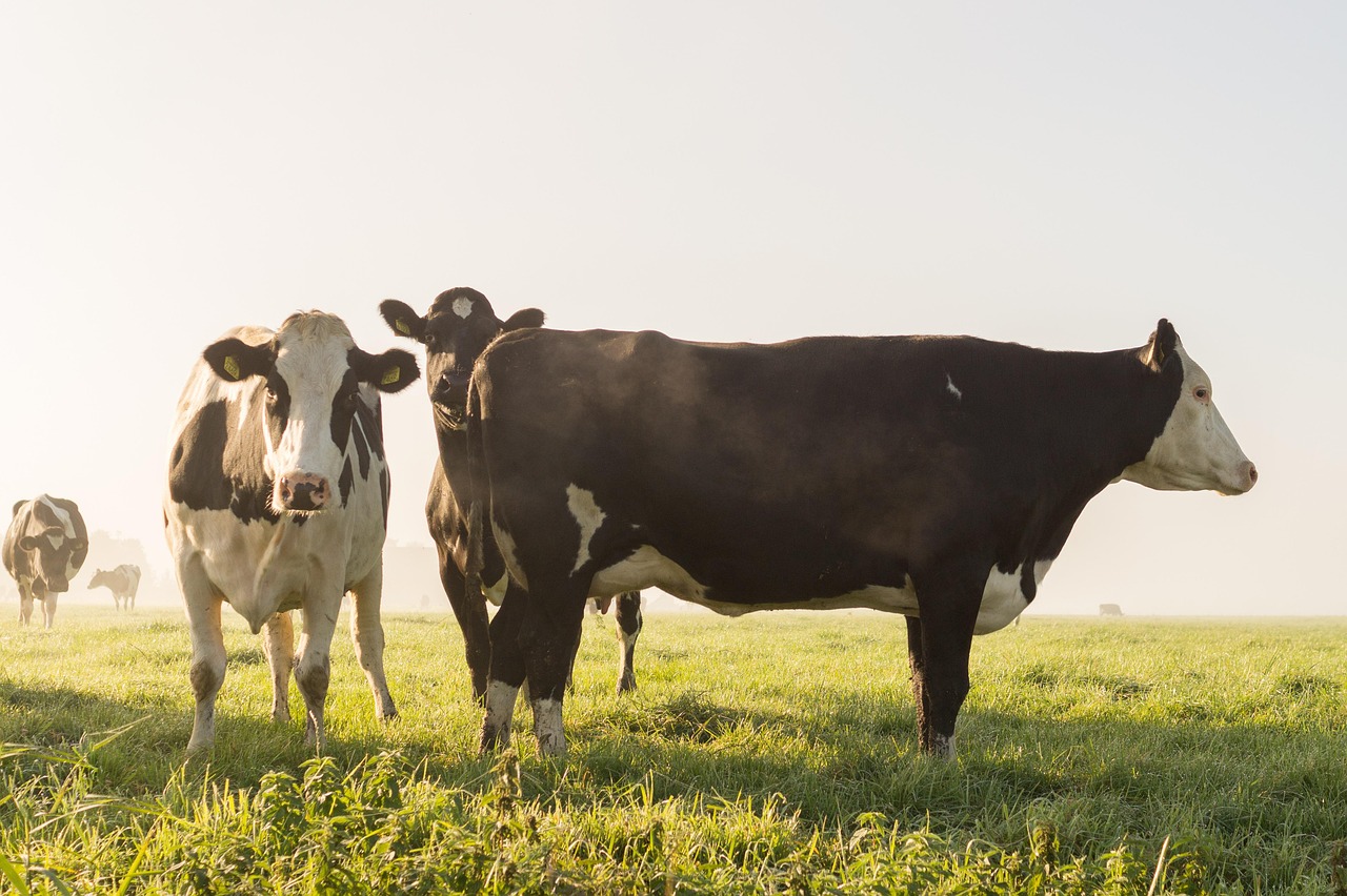 10,000+ Free Cow Pictures & Images [HD] - Pixabay
