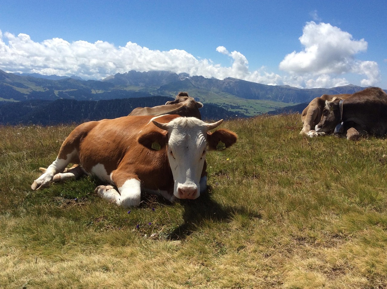 Photo Sapi Sapi Pegunungan Jalan Gunung - Foto gratis di Pixabay - Pixabay