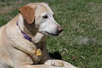 dog, pet, golden retriever