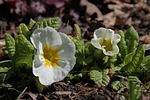 primrose, white, leaves