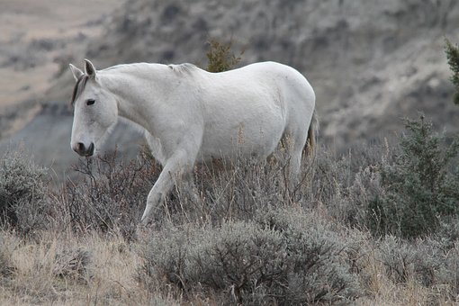 SPIRIT CAVALLO SELVAGGIO GRATIS SCARICA