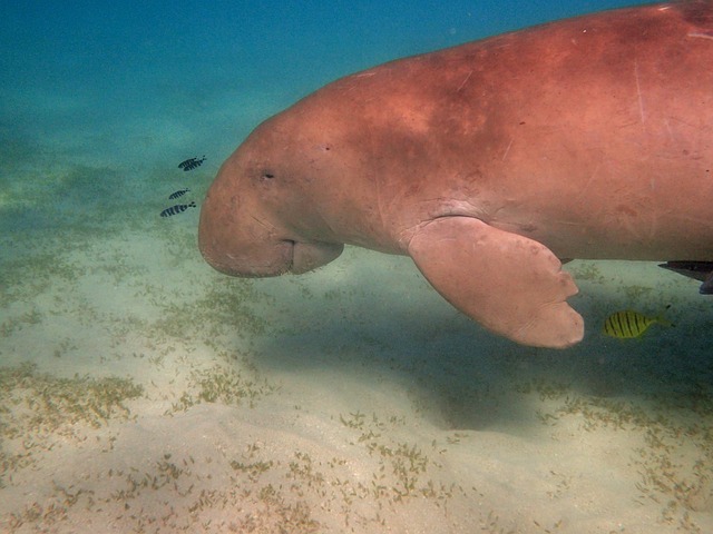 Free Manatee Dugong photo and picture