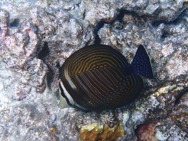 Free Dive Underwater World photo and picture
