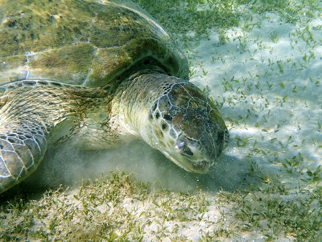 Free Underwater Tortoise photo and picture