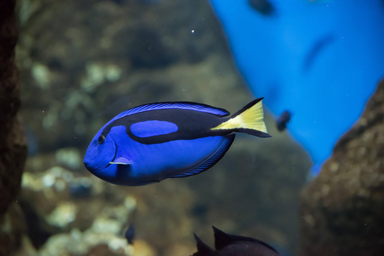 ペアダイザ ドーリー 青い魚 Pixabayの無料写真