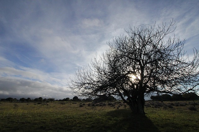 Free Tree Sunset photo and picture