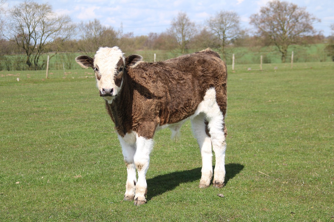 200+ Free Cute Calf & Calf Images Pixabay