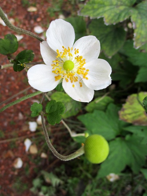 Free Blossom Bloom photo and picture