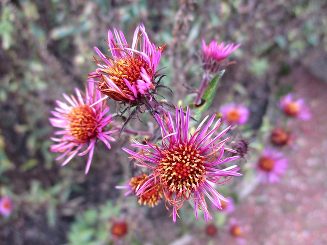 Free Blossom Bloom photo and picture