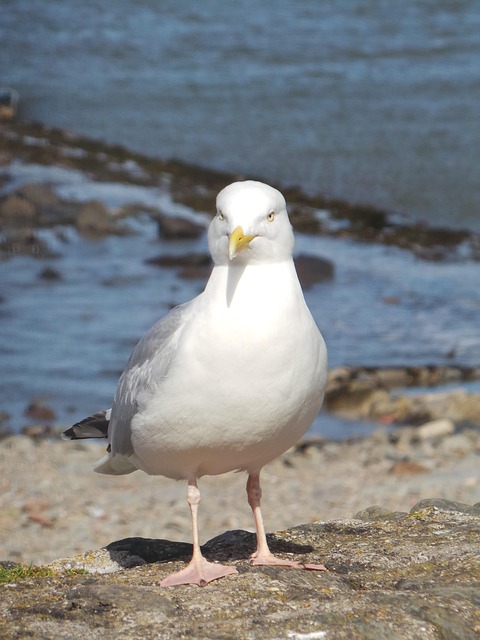 Free Seagull Beach photo and picture
