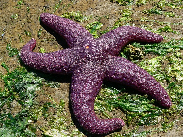 Free Starfish Sea photo and picture