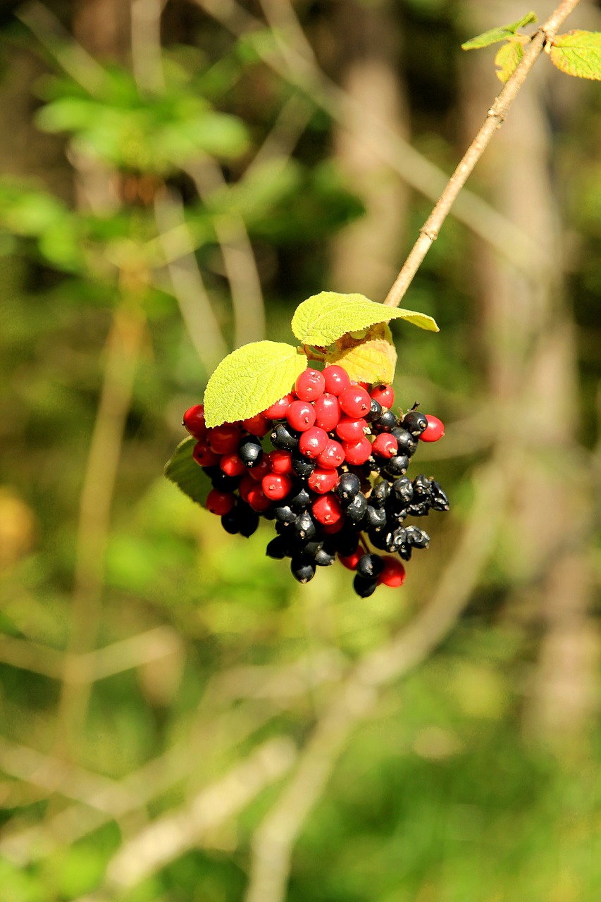 Baie Baies De Sorbier Rouge - Photo gratuite sur Pixabay - Pixabay
