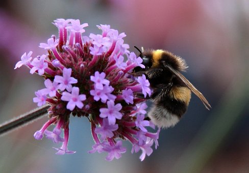 Free Bumblebee Bumblebees photo and picture
