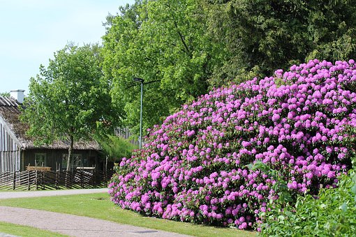 Free Flower Rhododendron photo and picture