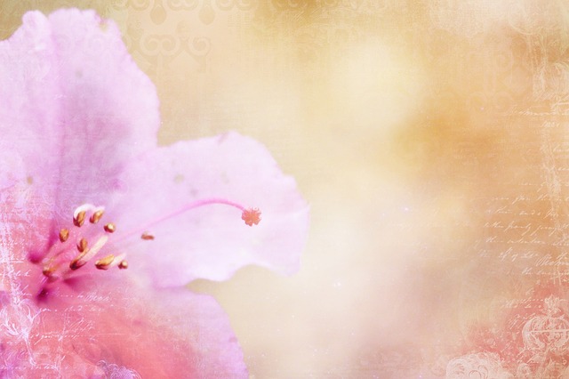 Free azalea background pink illustration
